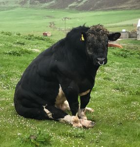 Bull on Orkney Scotland