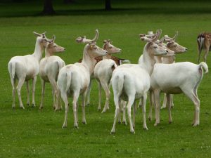 White Fallow deer at Houghton Hall in Norfolk